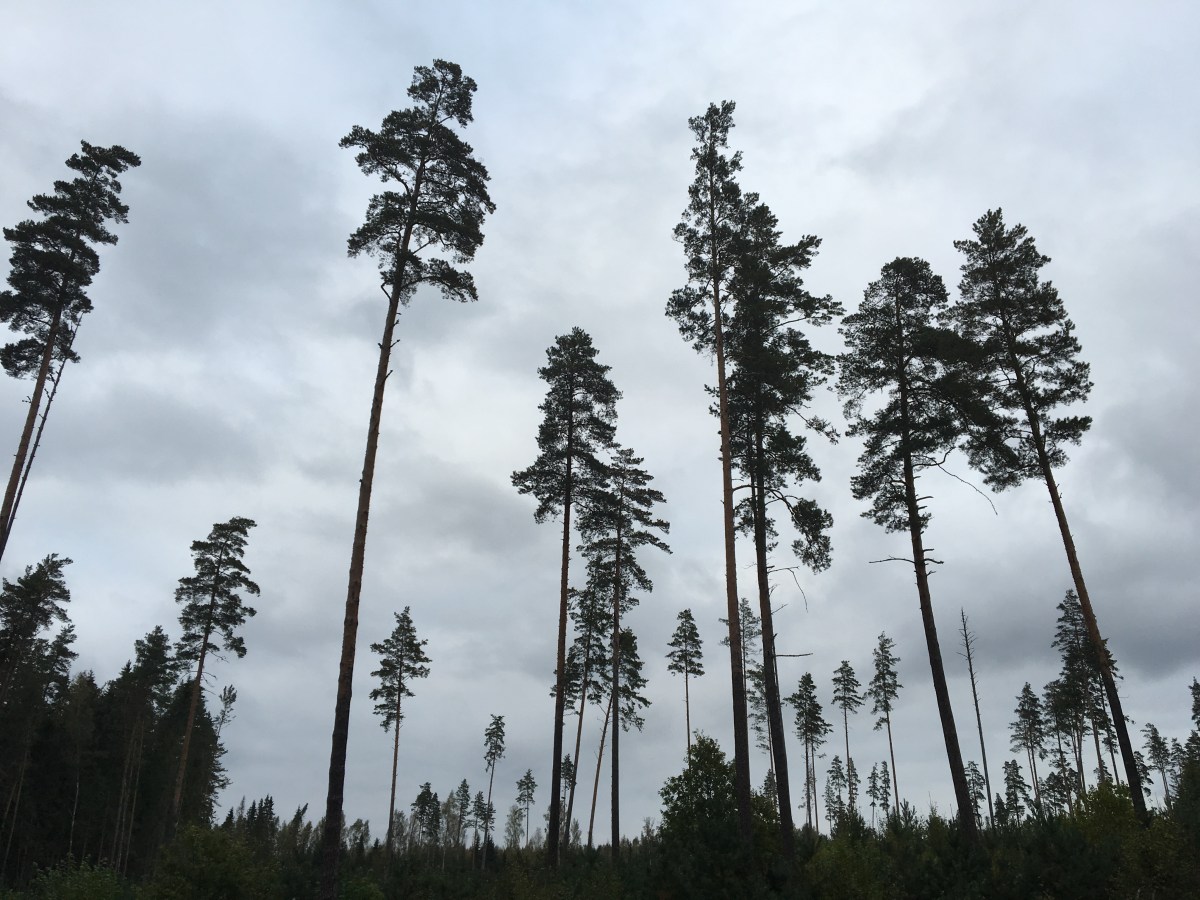 30377973126_3ae37e6804_o